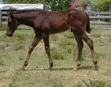 QH Colt, My Country Charly-2 months, out of Directors Babe