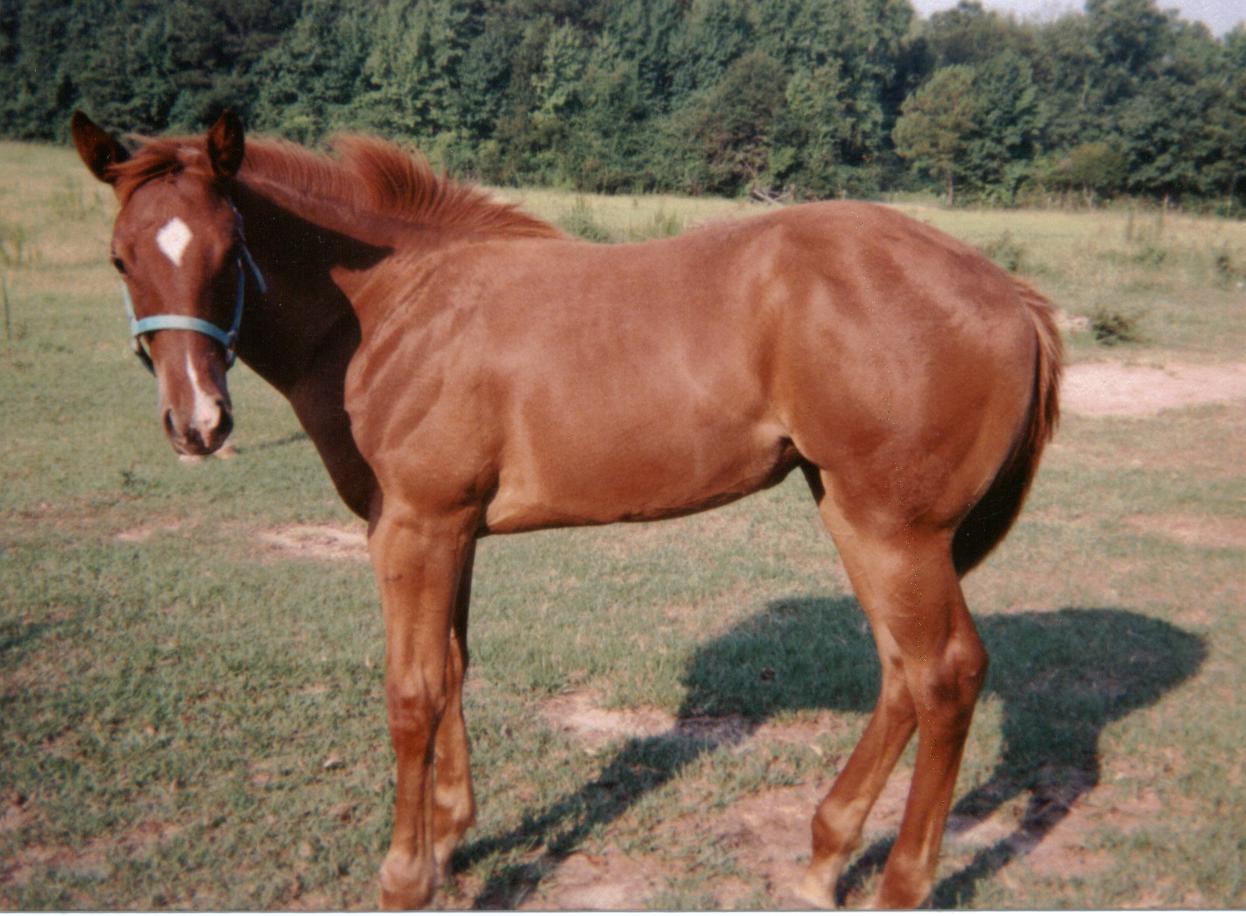 Paint Breedingstock filly, Lil Country Lady- out of Brandys Miracle