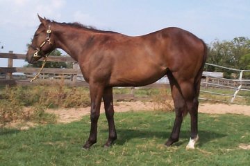 QH colt, Countrys Secretariat-18 month, Out of Johnnie Holland
