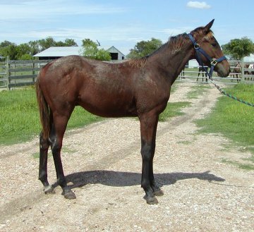 Country Lyric, TB gelding, Out of Cactus Song
