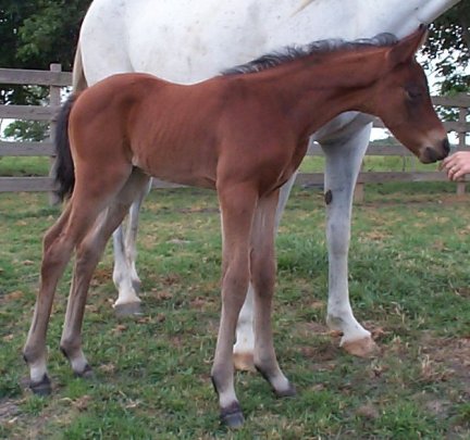 Anglo-Arabian colt, Lovejoy-2 weeks, Out of HT My Love