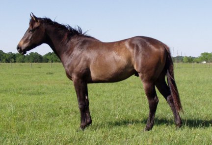 Paint gelding, My Rocket Man, 2 years old - Out of Miss Skip Fantasia