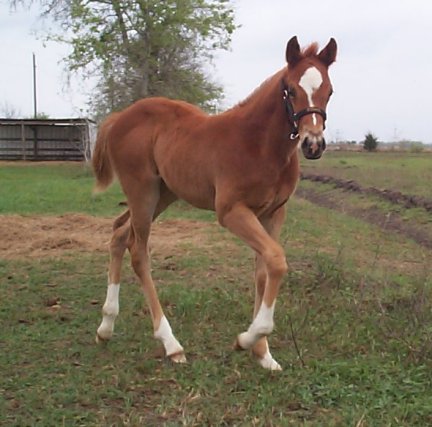 QH filly, Secretarettes Gloin, Out of Johnnie Holland
