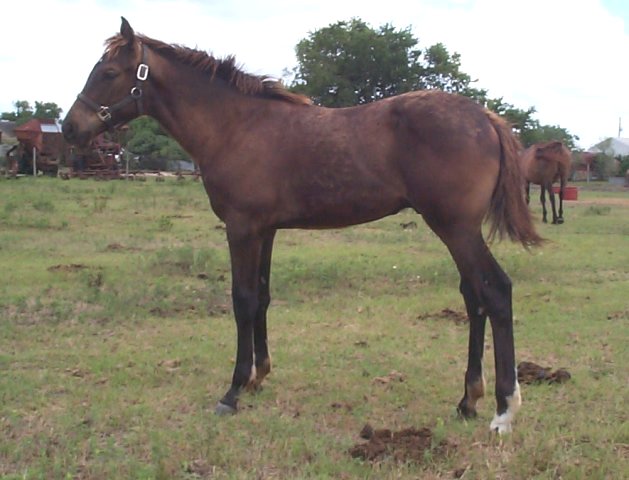 TB Colt, Top Side Secret, Out of Top My Sugar