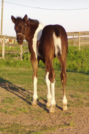 Gift From Heaven, Pt filly, -3 weeks, Out of Frosty Starstepper