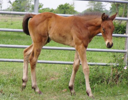 QH colt, Secretariats Charm, out of Rammers Rose