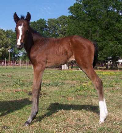 QH filly, Bold Motive, out of Miss Spunky Rockette