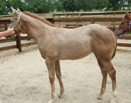 TB filly, Princessecretariat, Out of Party Secretary