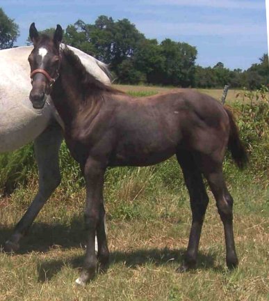 TB colt, unnamed, Out of Frosty Secretary