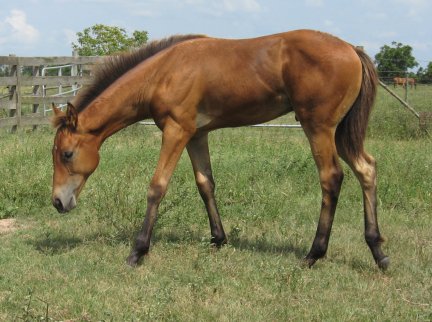 QH colt, Country Roc, out of Ramroc Rose