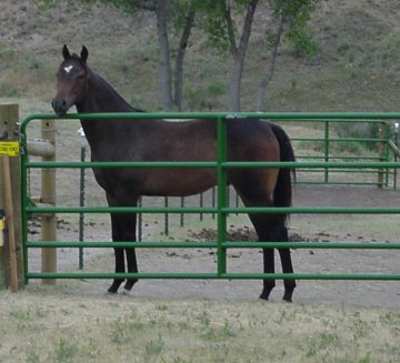 1/2 TB Pinto colt, Country Knight-exactly 1 year old, out of HS My Wysteria