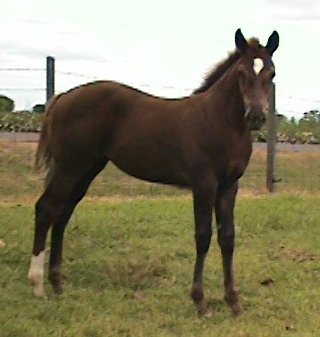 QH Filly, Ms Country Girl I Am-6 1/2 months, out of Ms Safety I Am
