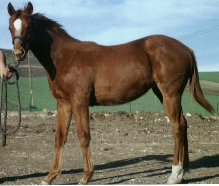 TB filly, Royal Roulette-10 months, out of Top My Sugar