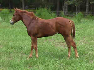 TB colt, Bold Rulers Secret-6 months, Out of Amamiss Gold Ruler