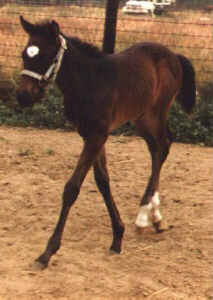 TB foal by Country Side