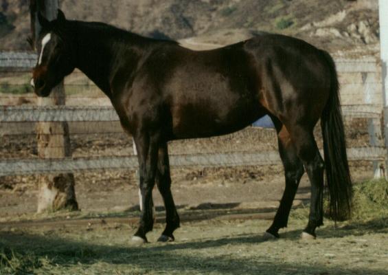 QH filly, Secsy Kismet-2 1/2yo, out of Prettiproud