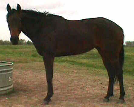 TB mare, Little Bit Country-3yo, out of Cafela