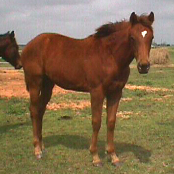 QH filly, Joys Country Rose-13 months, out of Rammers Rose