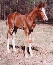 TB filly, Countrys Secret-3wks, Out of Amamiss Gold Ruler